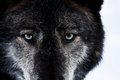 ebwolf Logo